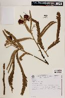 Image of Mimosa callithrix