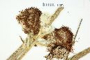 Mimosa callithrix image