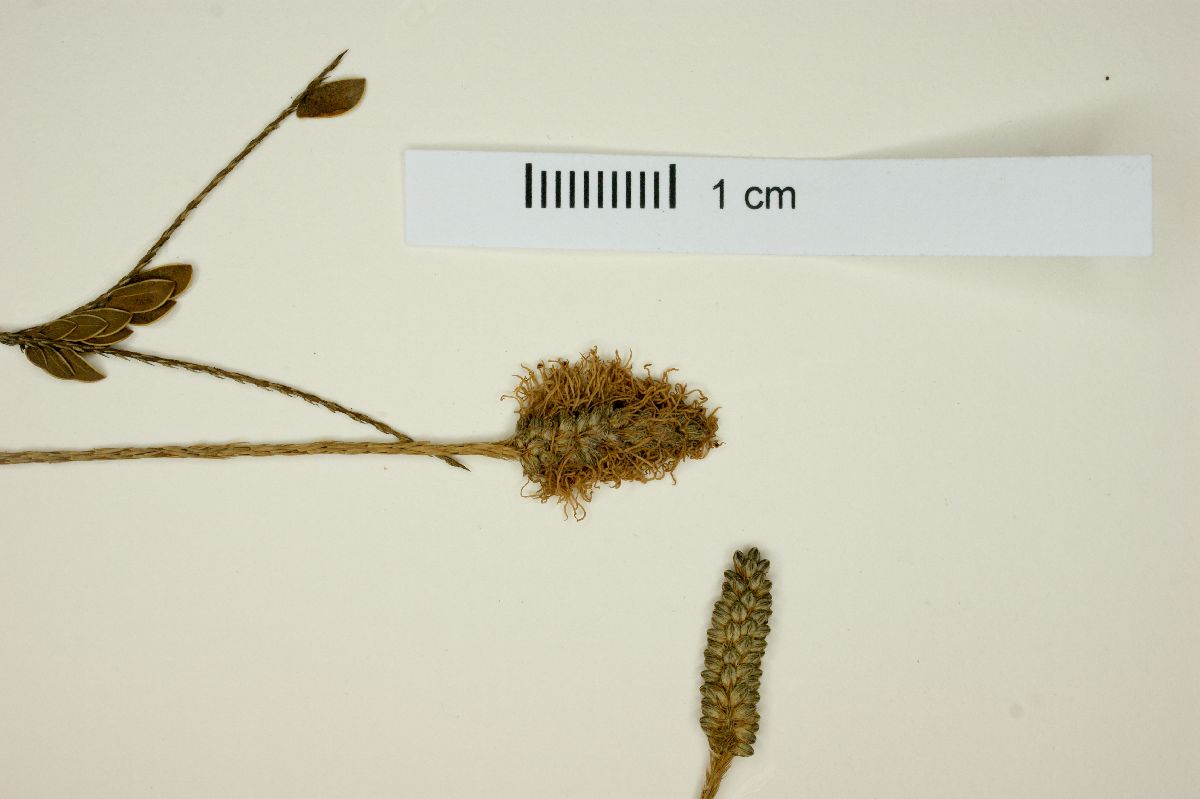 Mimosa dutrae image