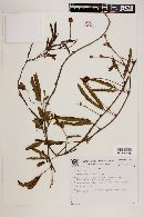 Mimosa hirsutissima image