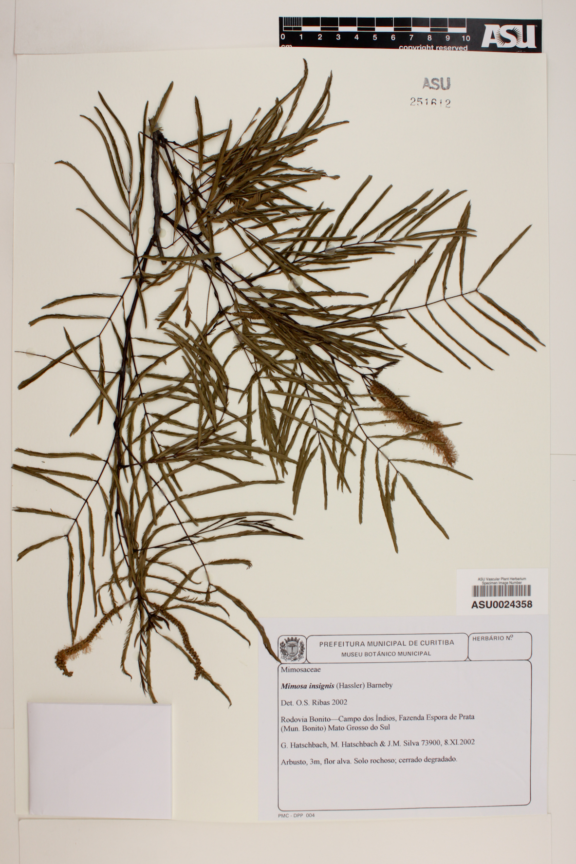 Mimosa insignis image