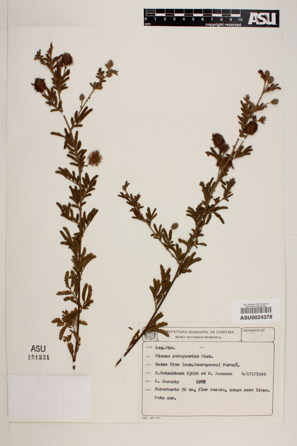 Mimosa paraguariae image