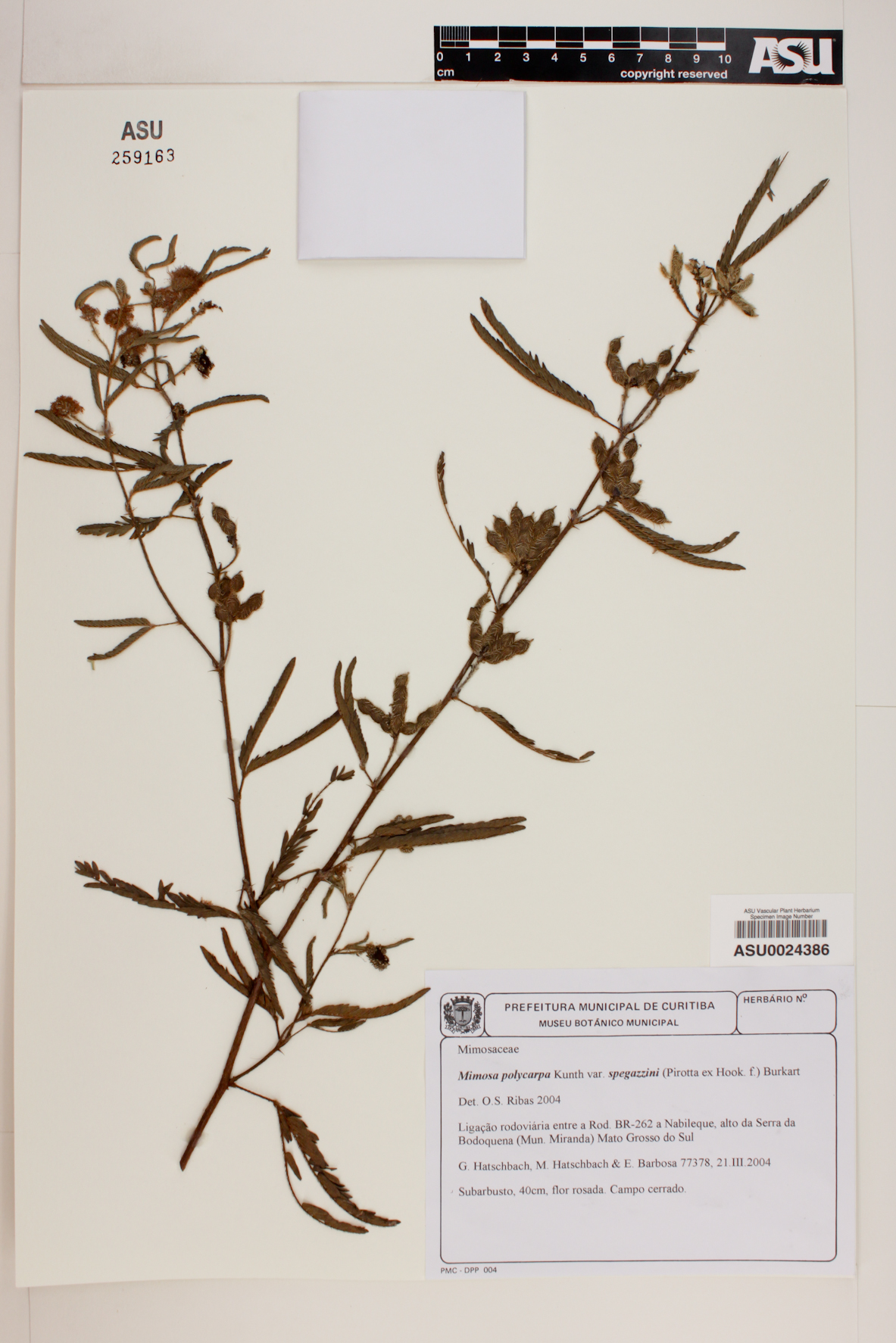 Mimosa polycarpa image