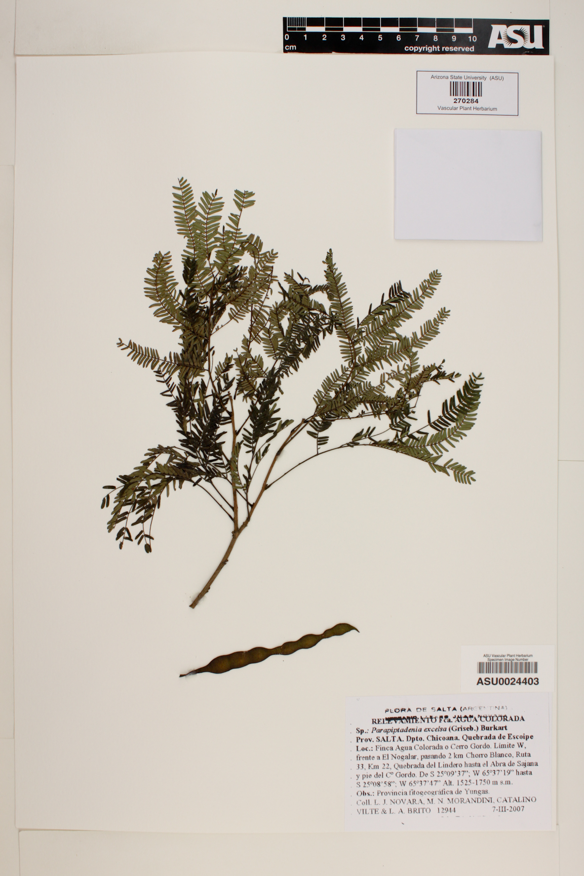 Parapiptadenia excelsa image