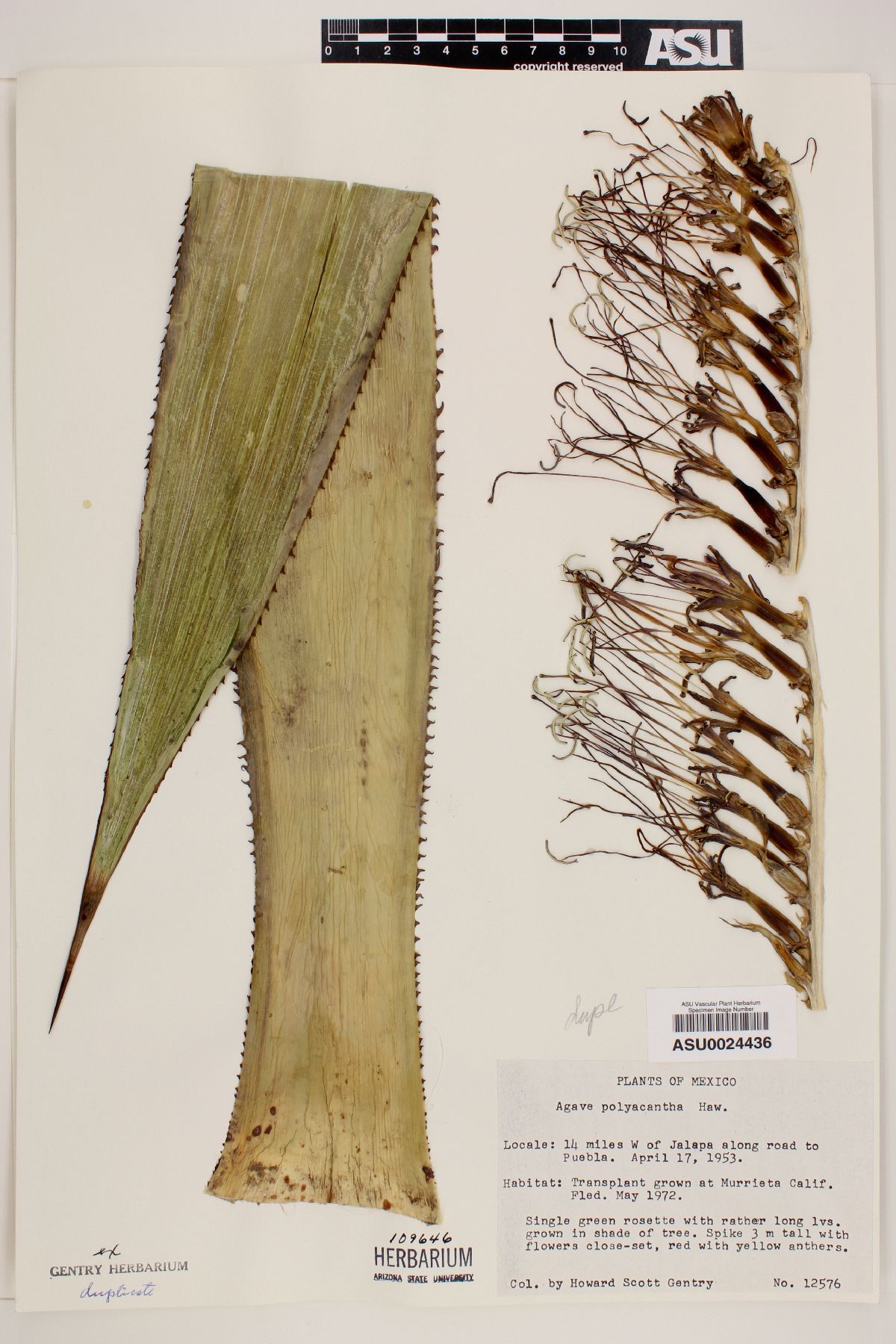 Agave polyacantha image