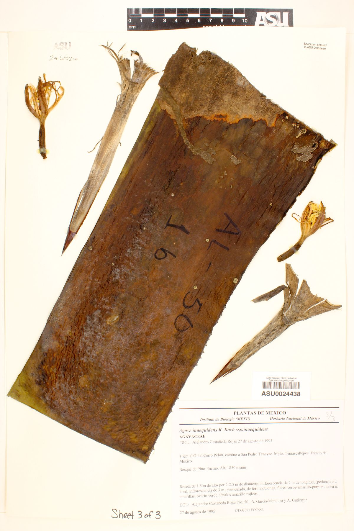 Agave inaequidens image