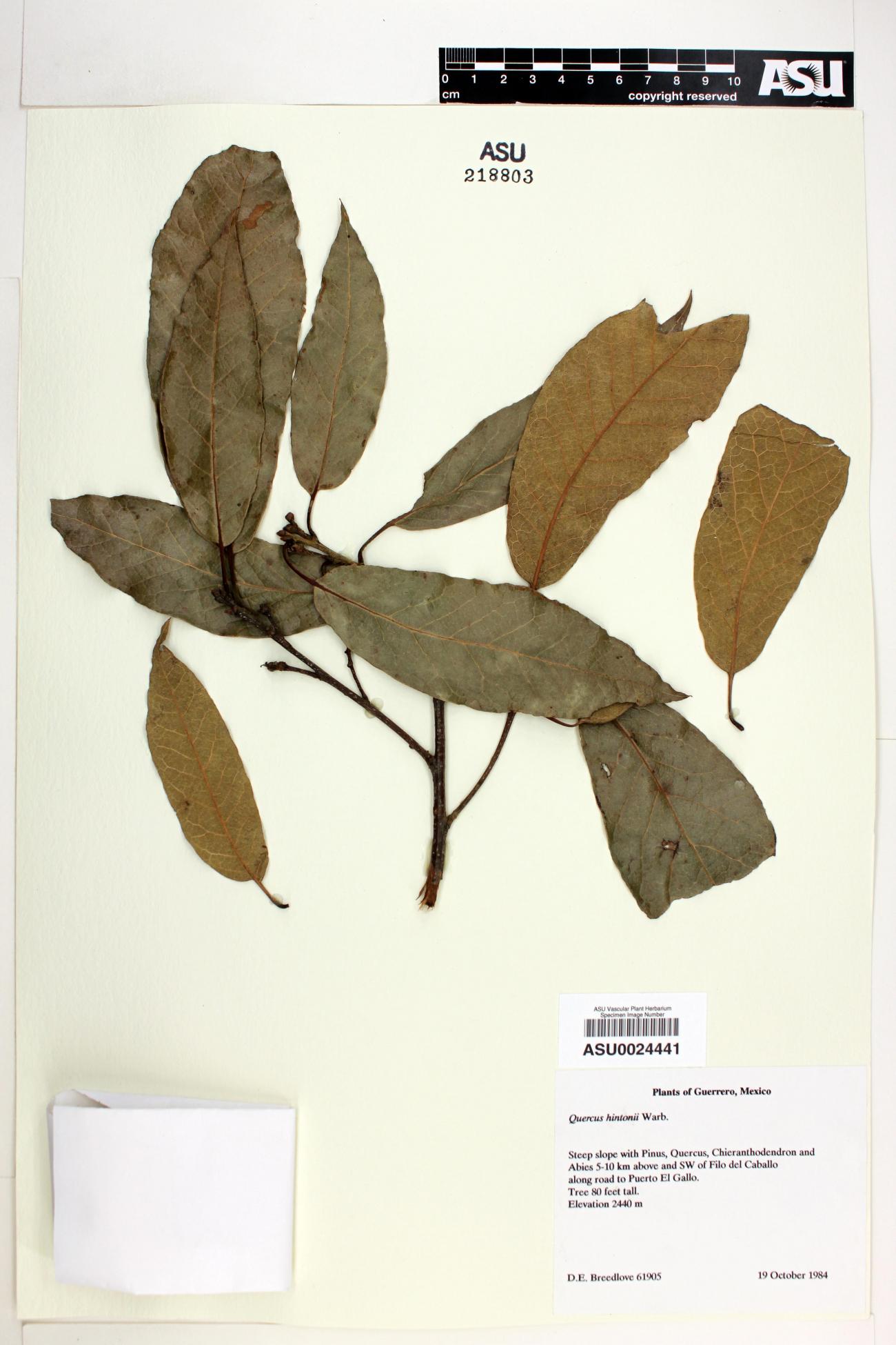 Quercus hintonii image