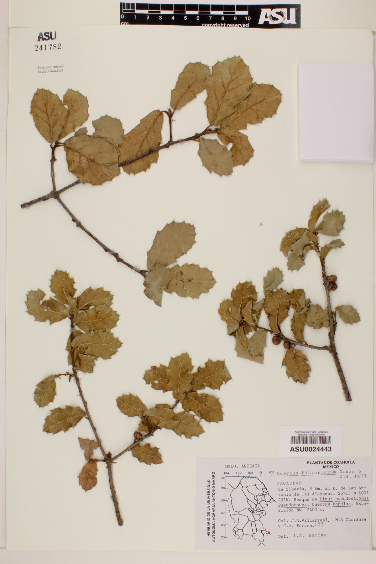 Quercus hintoniorum image