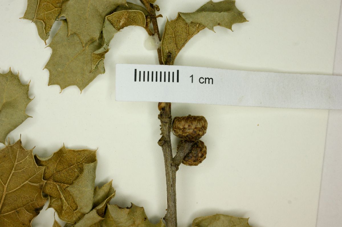 Quercus hintoniorum image