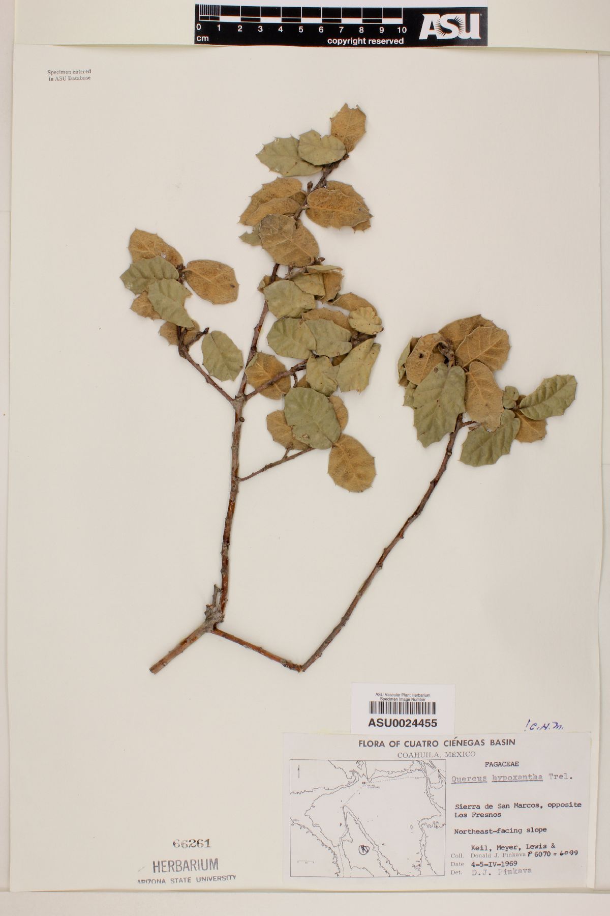 Quercus hypoxantha image