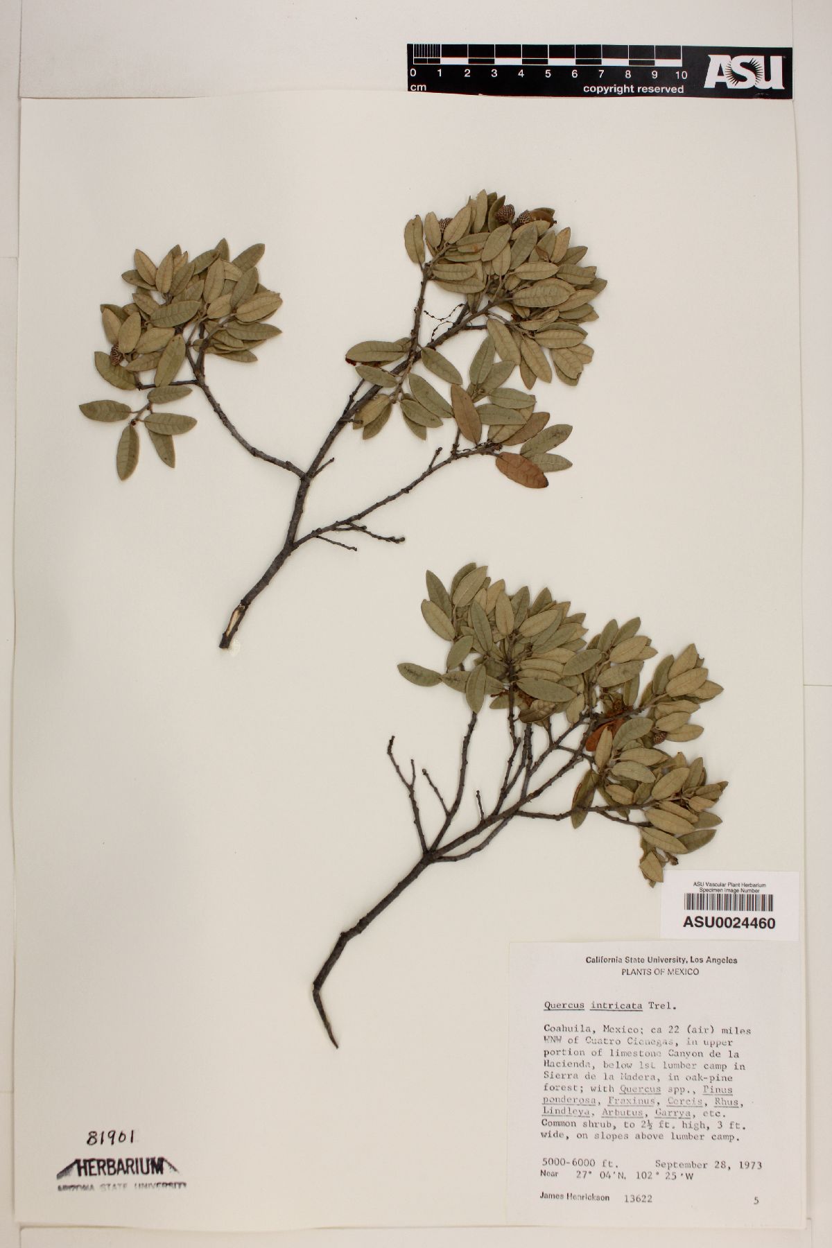 Quercus intricata image