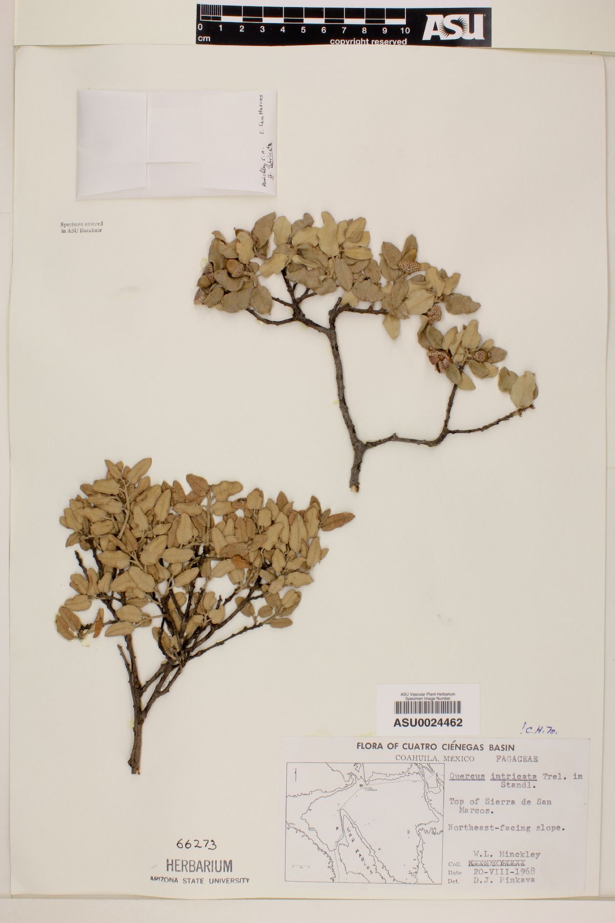 Quercus intricata image