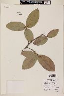 Quercus knoblochii image