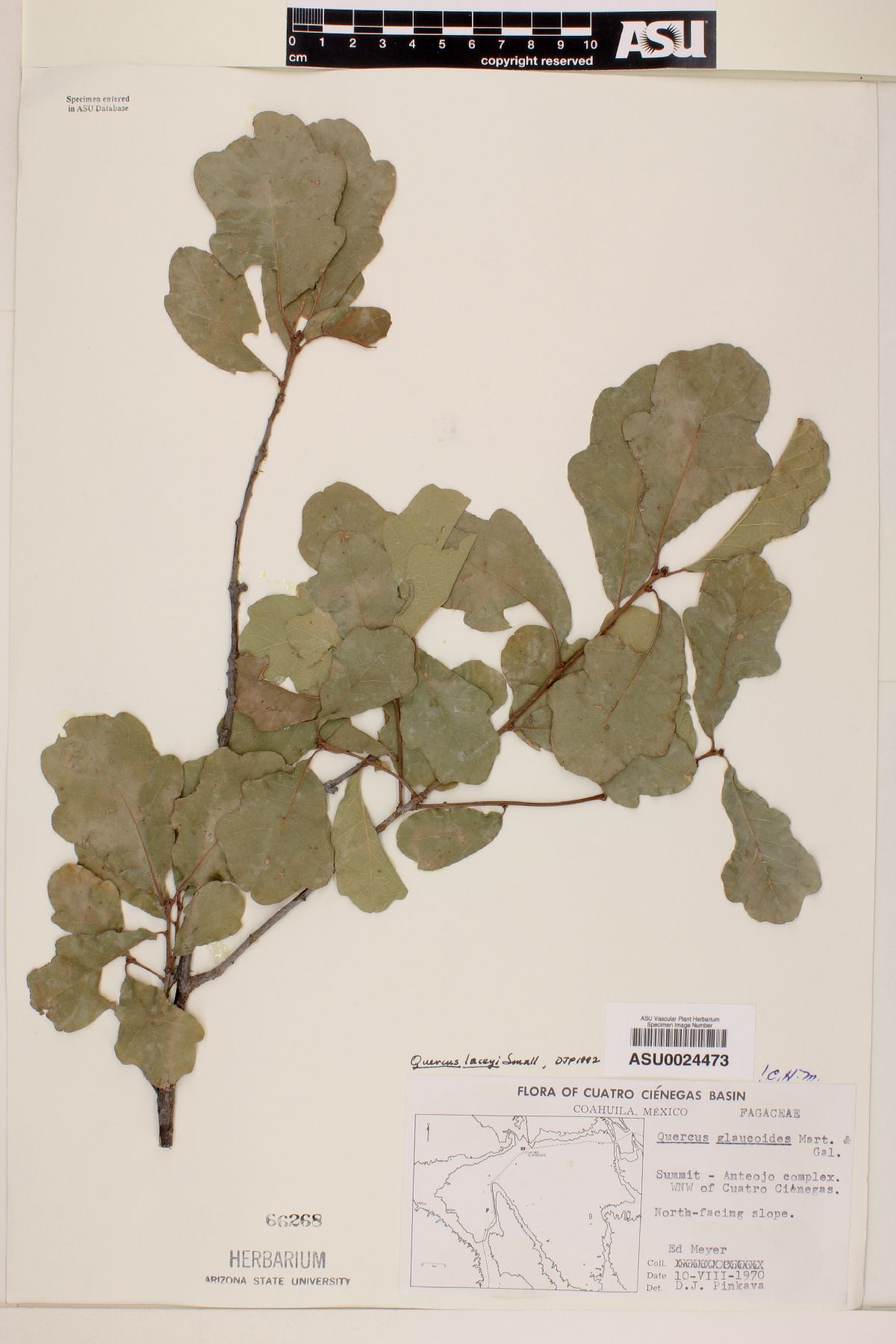 Quercus laceyi image