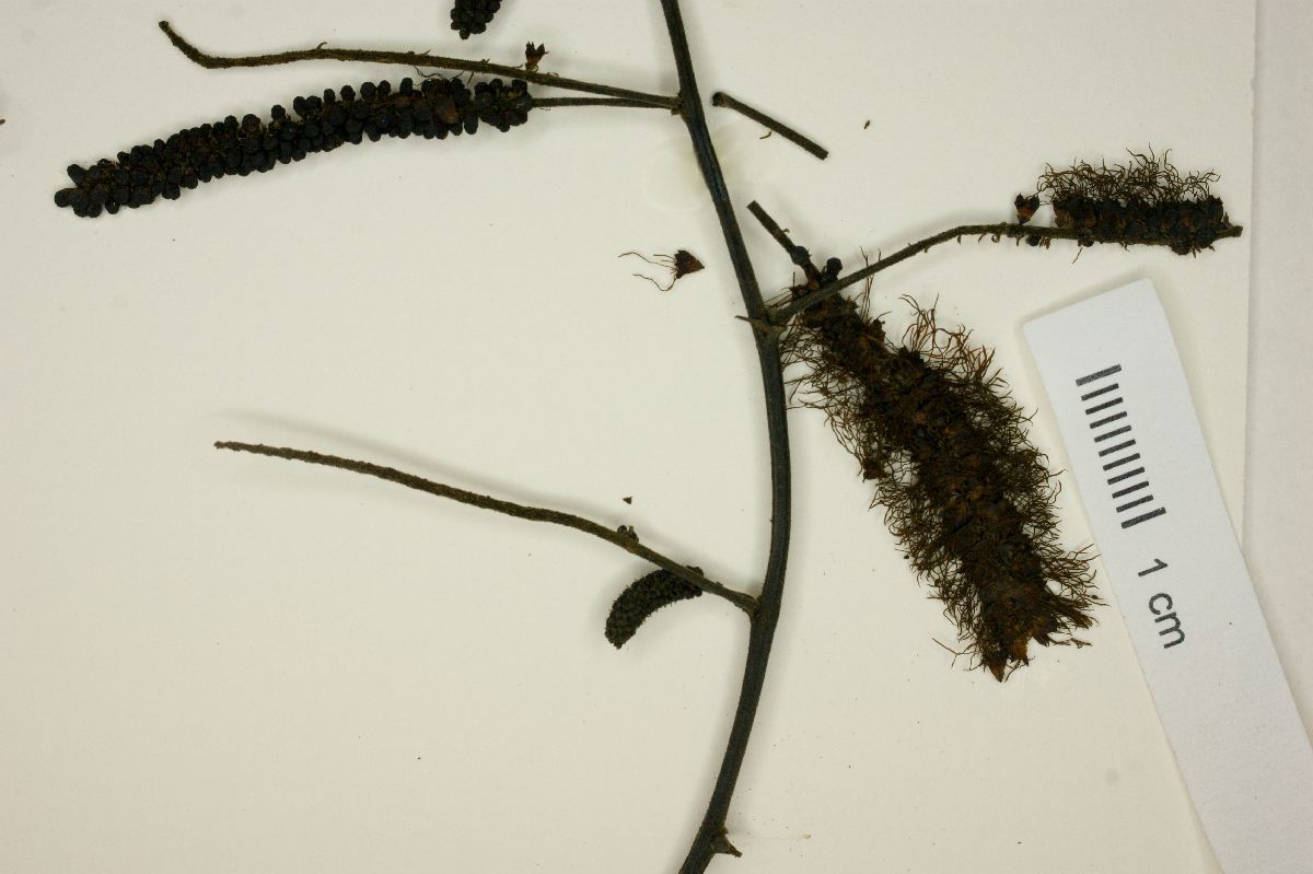 Mimosa acutistipula image