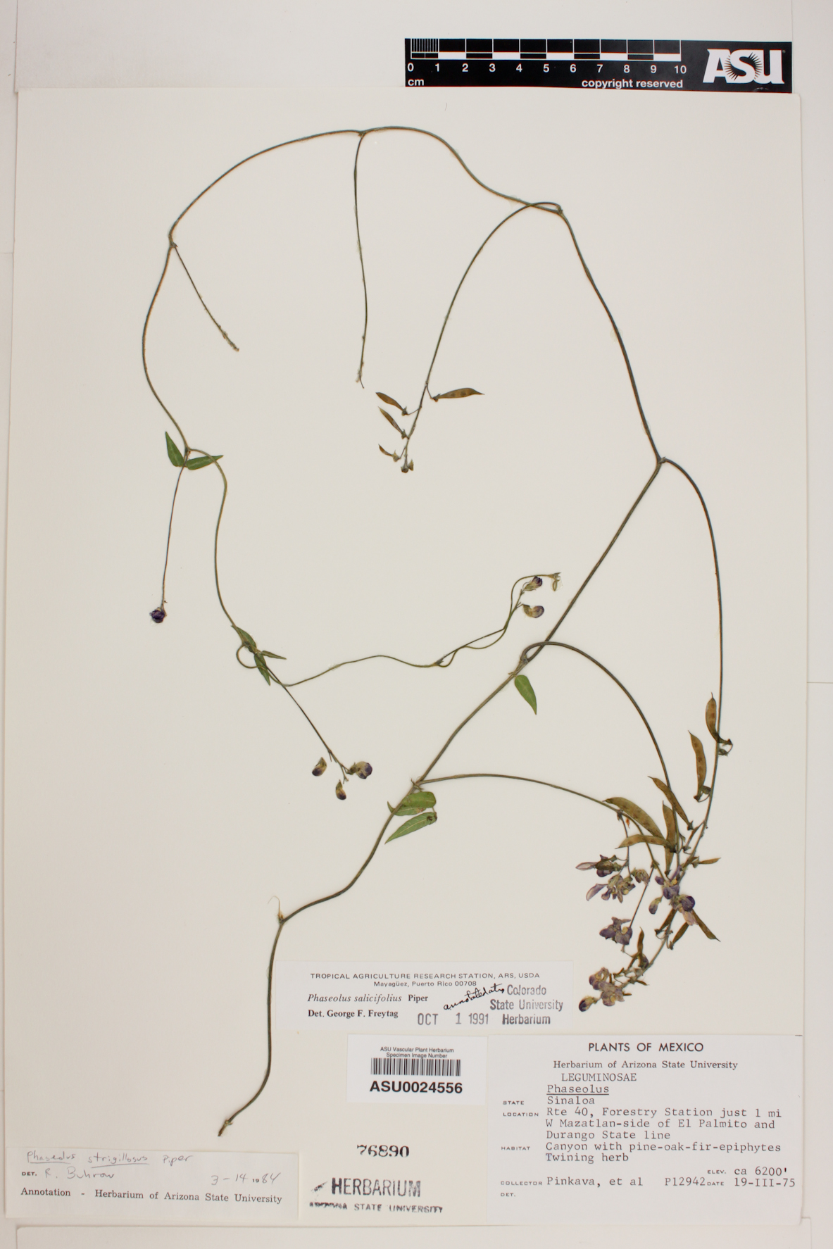 Phaseolus salicifolius image
