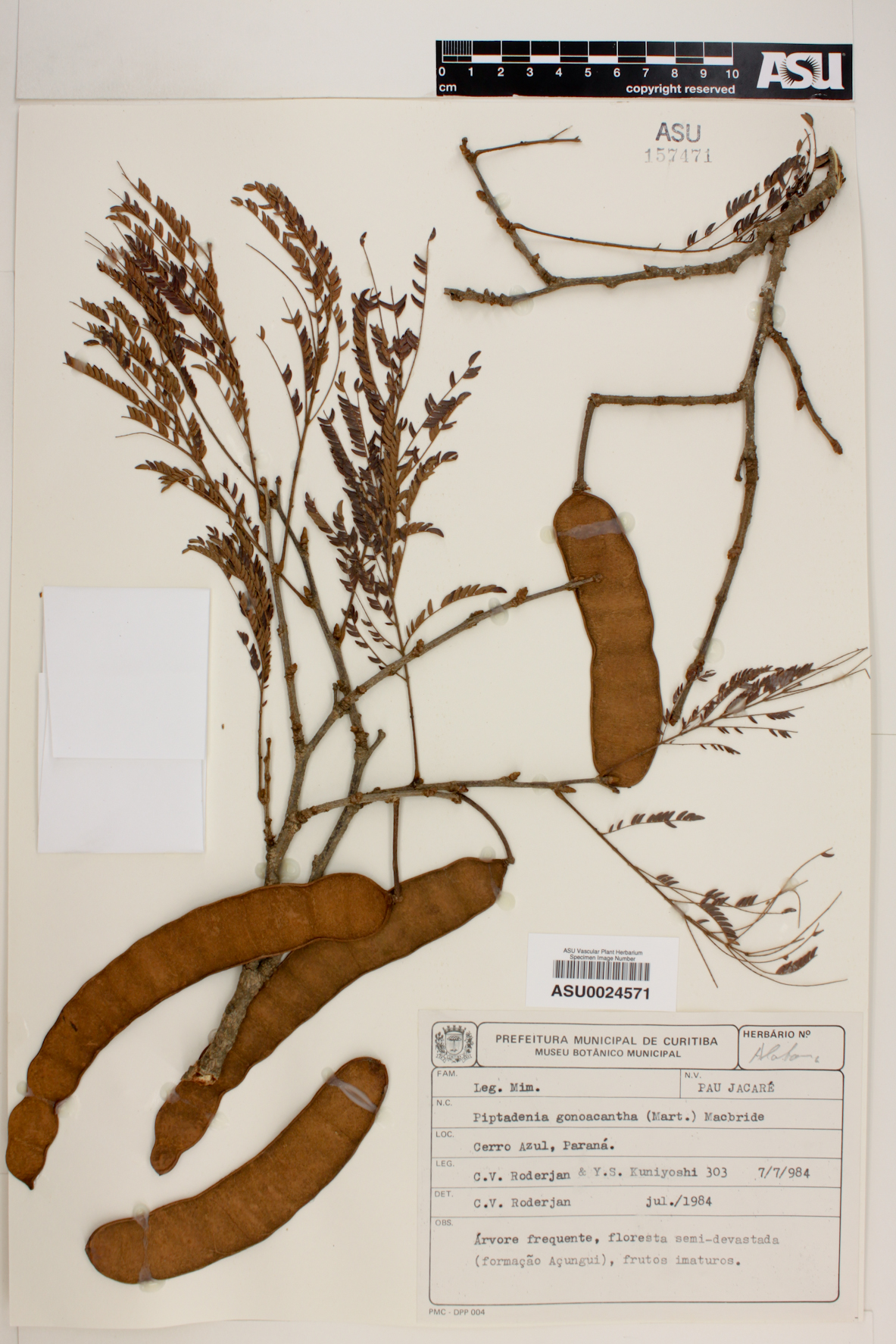 Piptadenia gonoacantha image
