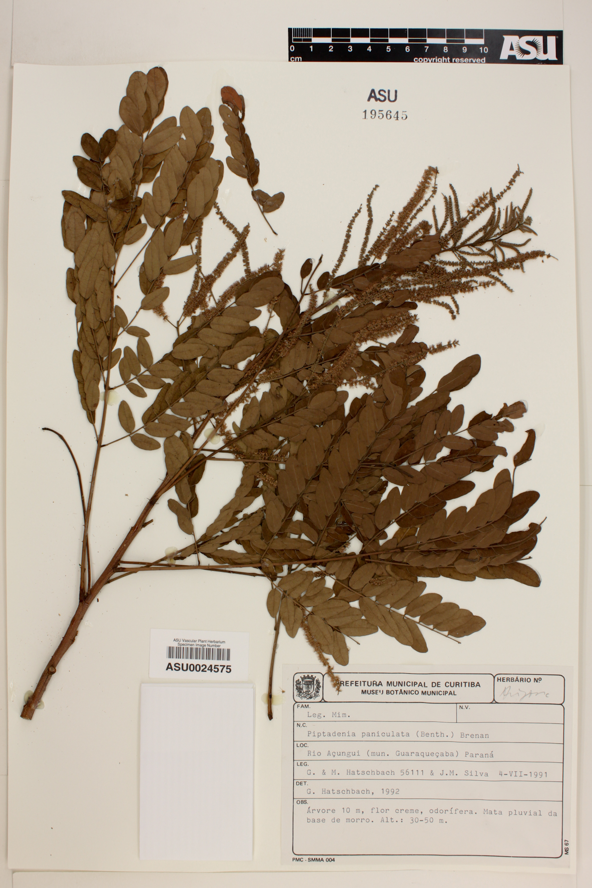 Piptadenia paniculata image