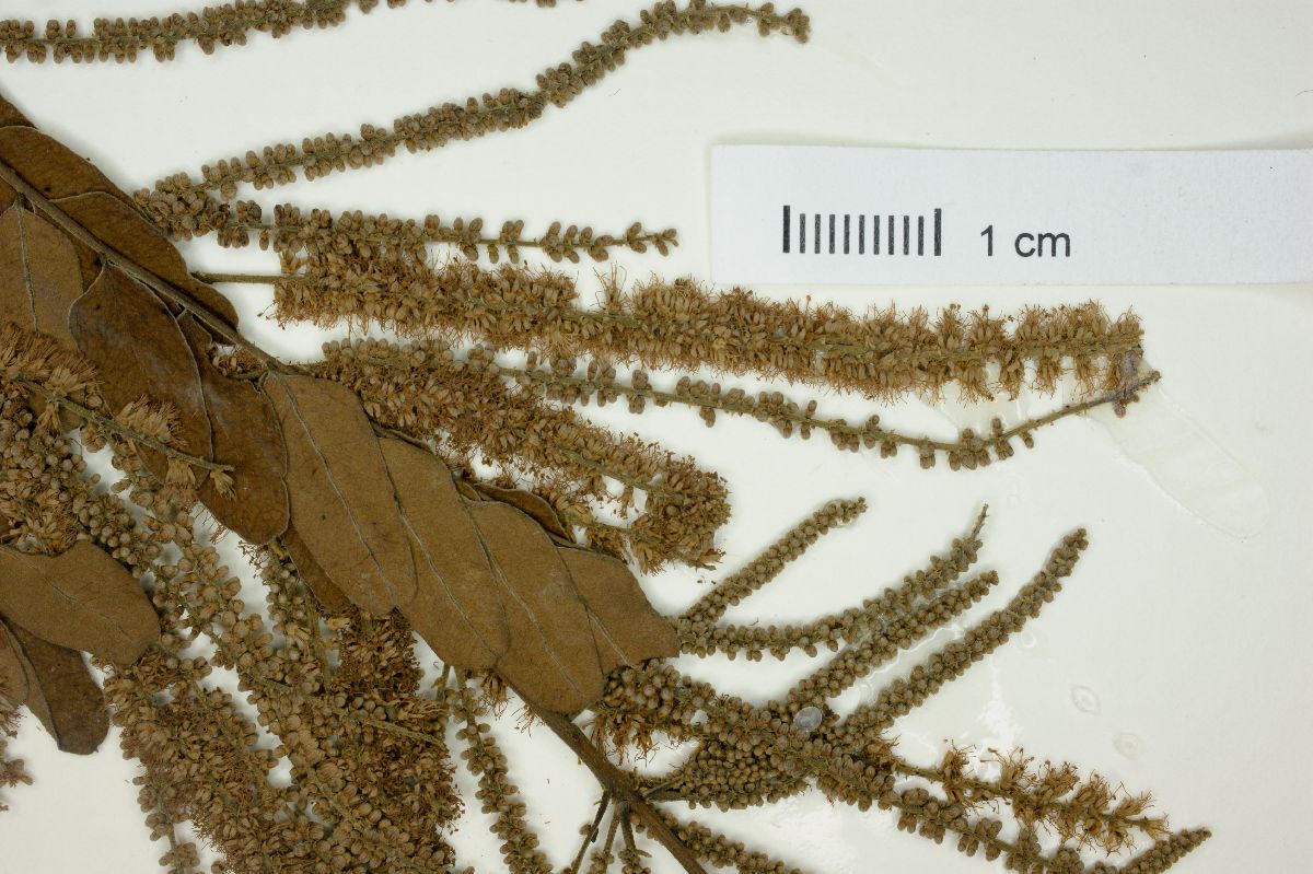 Piptadenia paniculata image