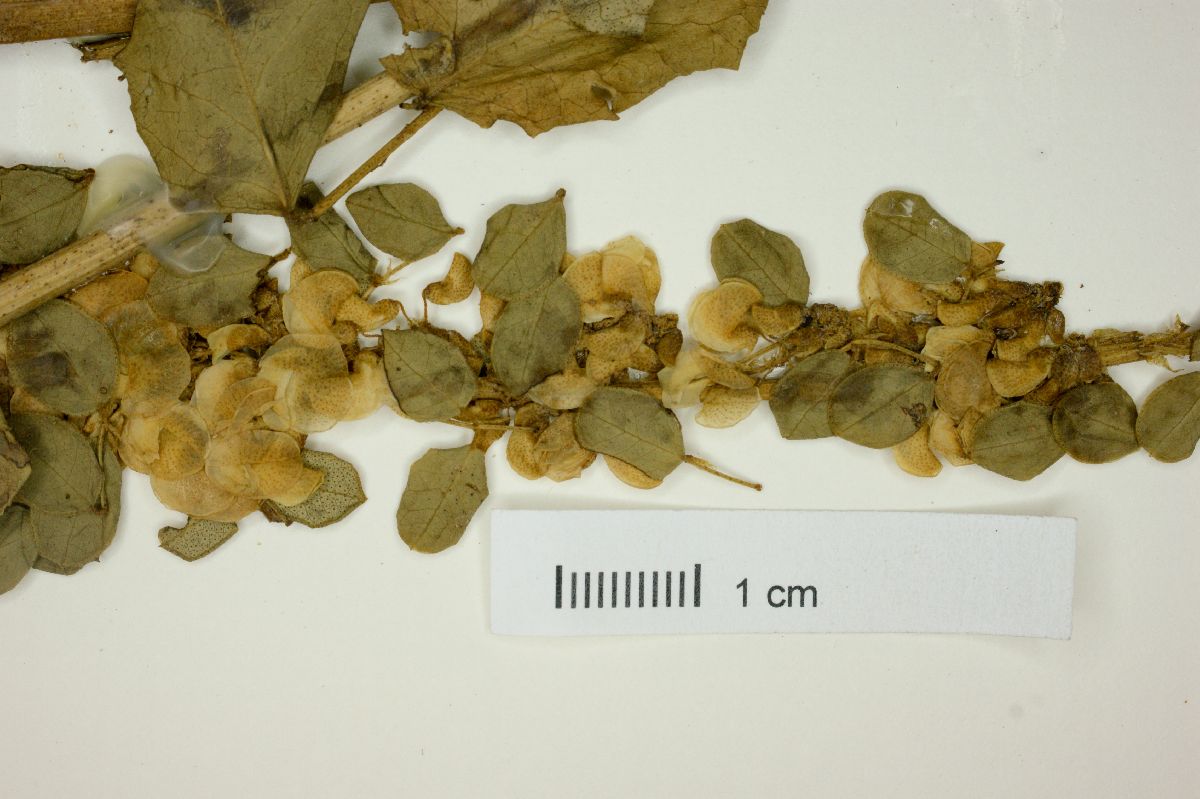 Poiretia tetraphylla image