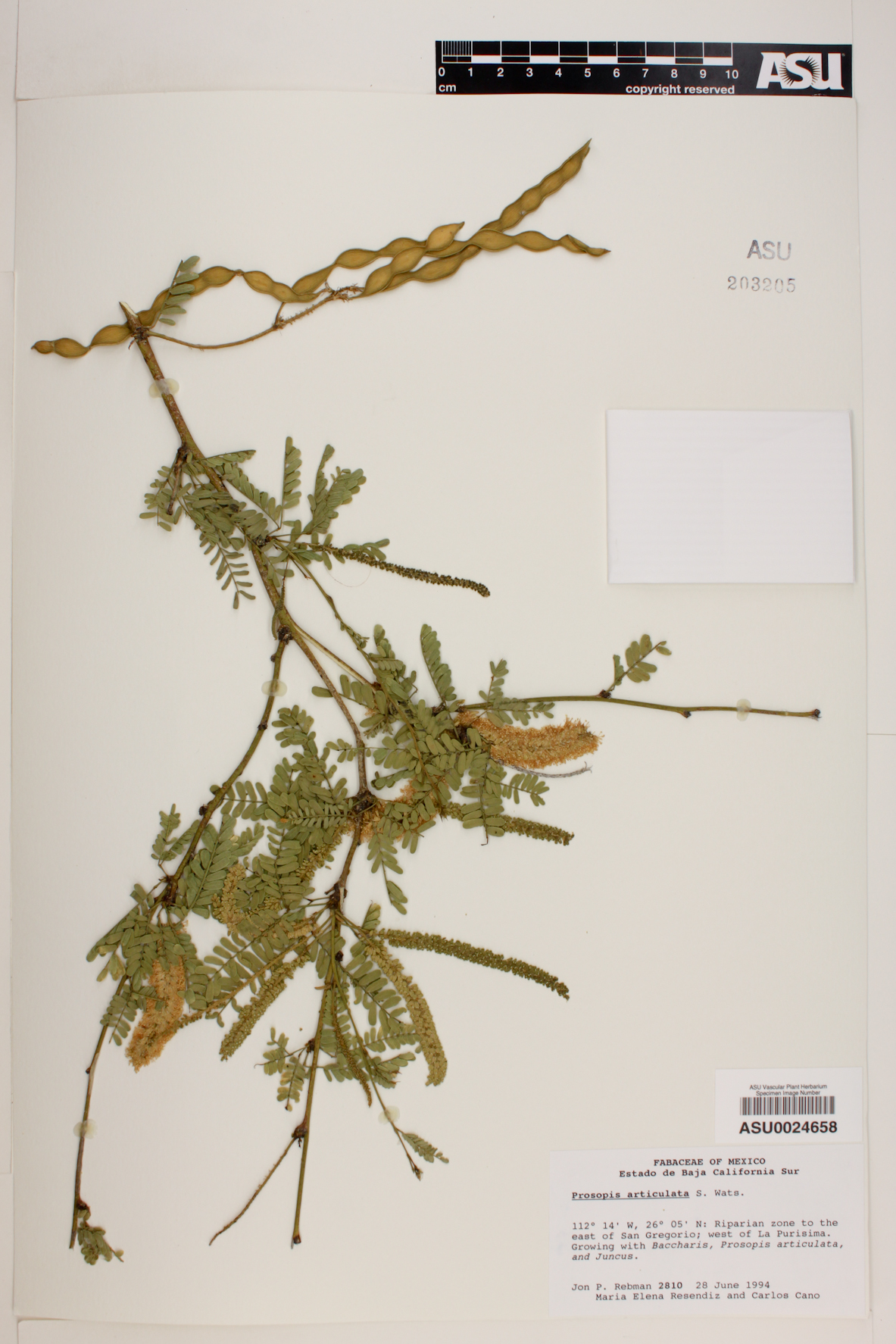 Prosopis articulata image