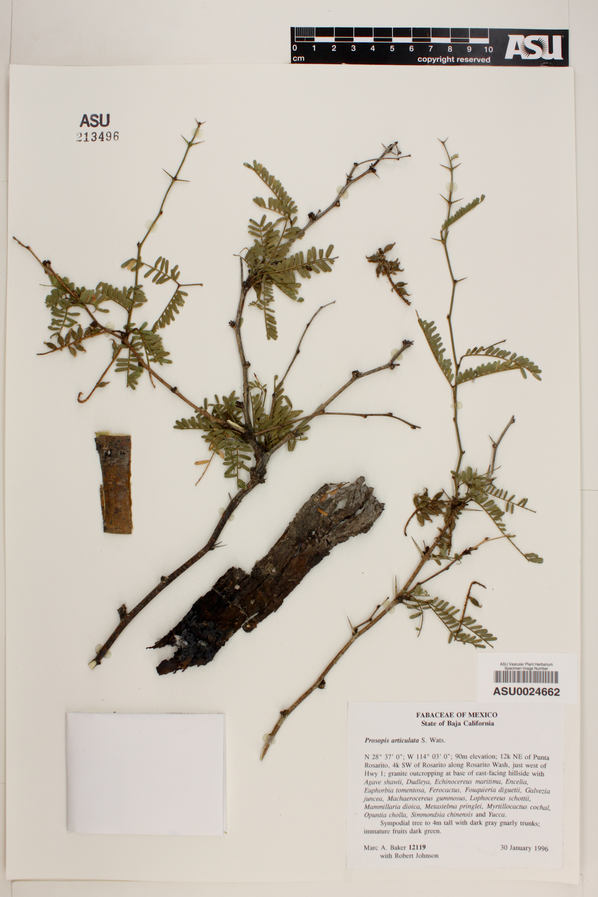 Prosopis articulata image