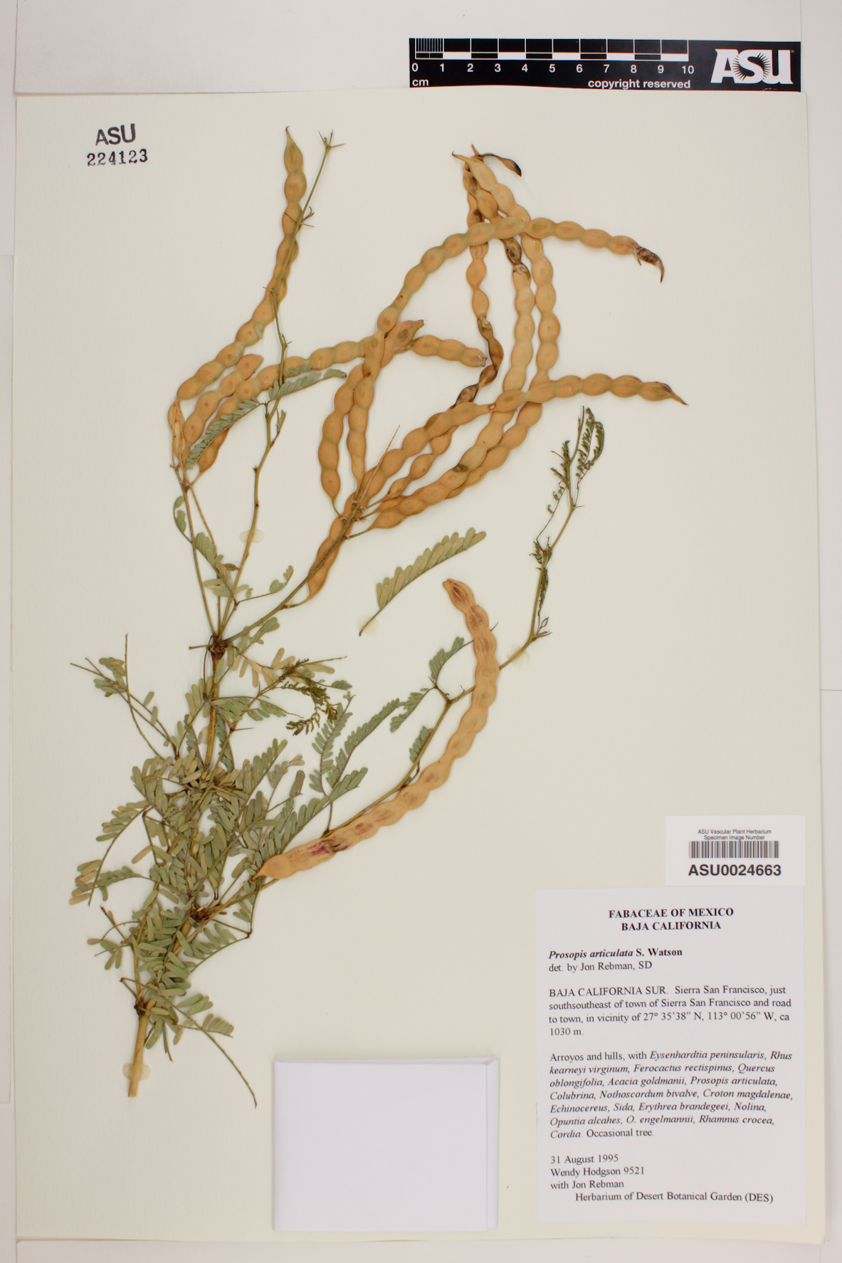 Prosopis articulata image