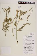 Prosopis articulata image