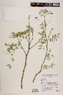 Prosopis glandulosa image