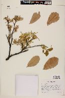 Quercus rugosa image