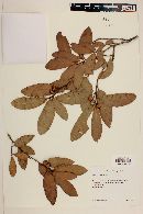 Quercus salicifolia image