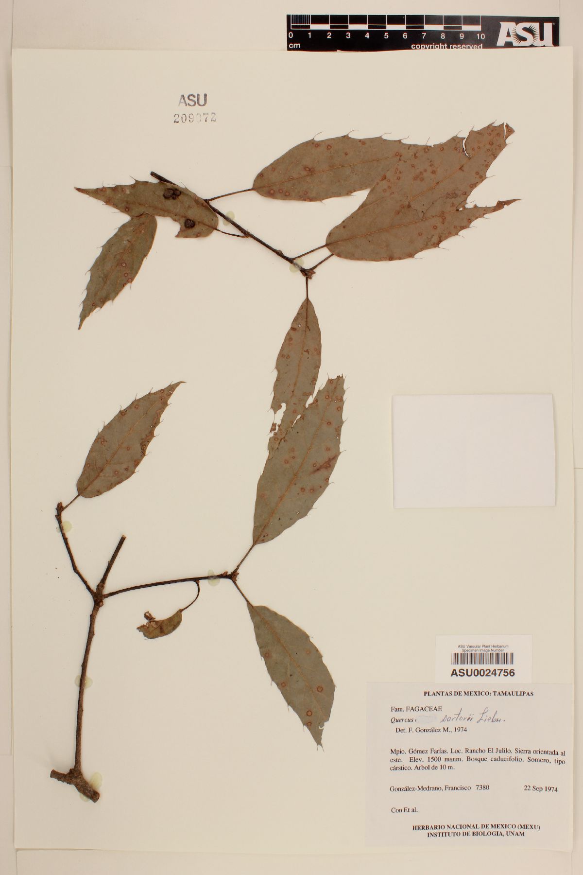 Quercus sartorii image