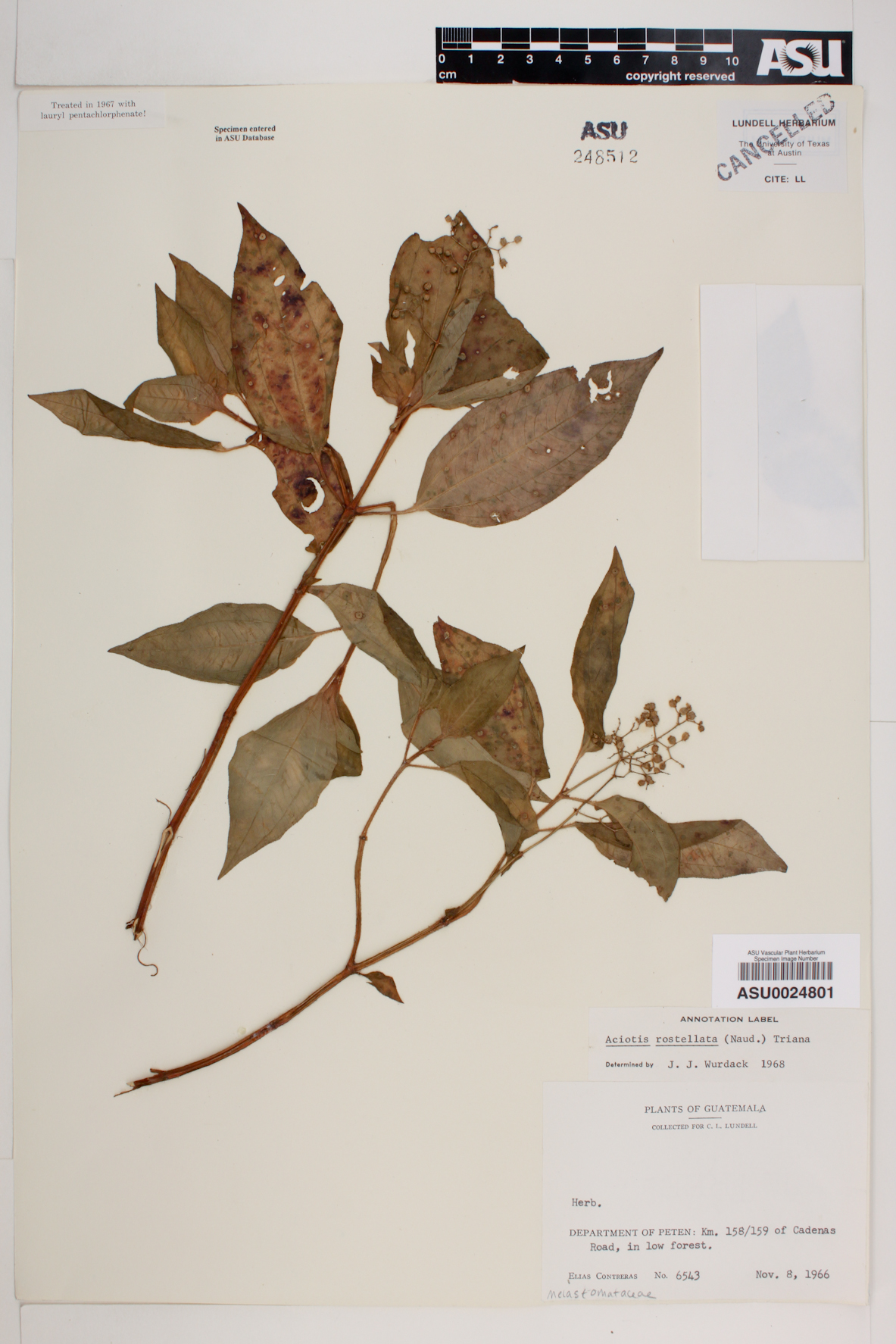Aciotis rostellata image