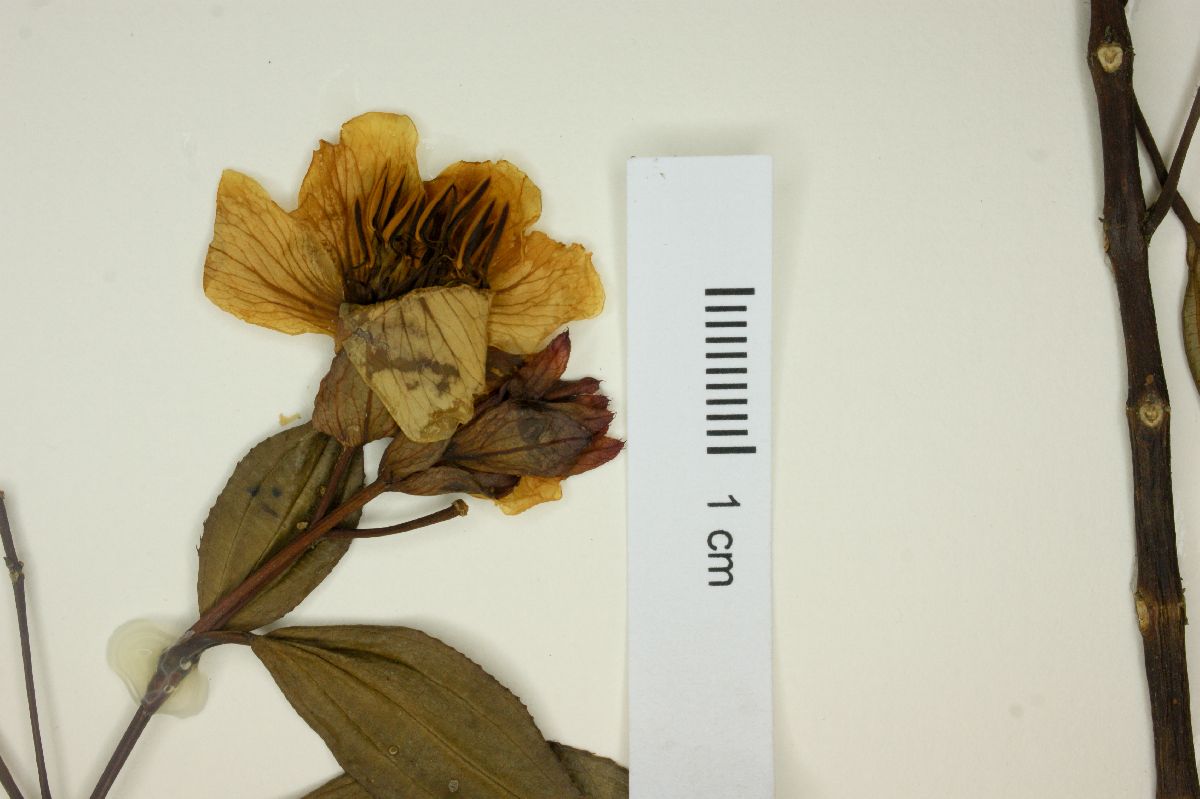 Behuria image