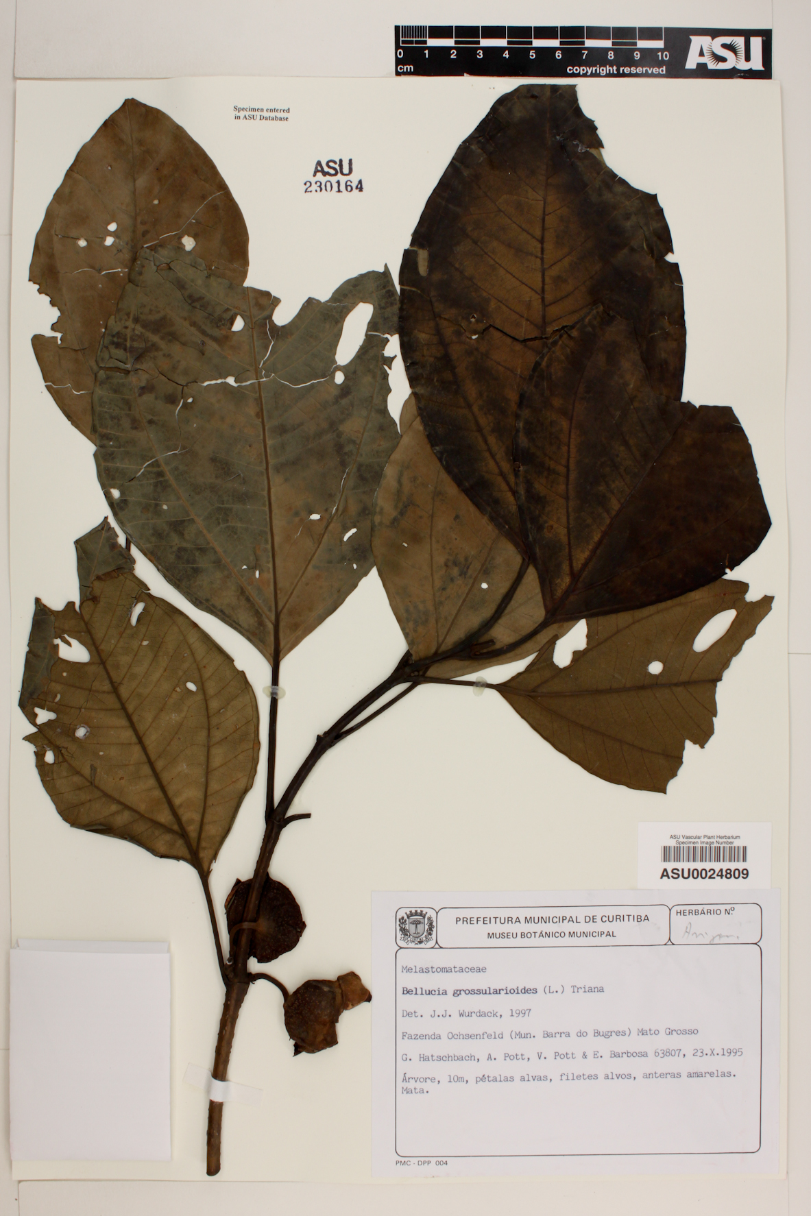 Bellucia grossularioides image