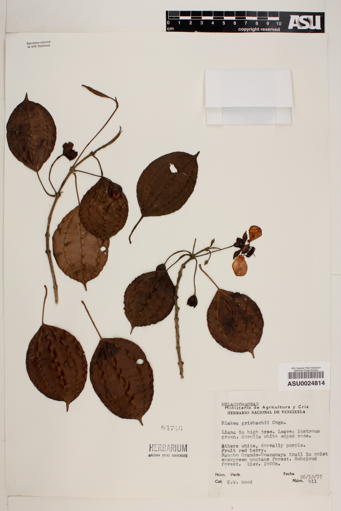 Blakea grisebachii image
