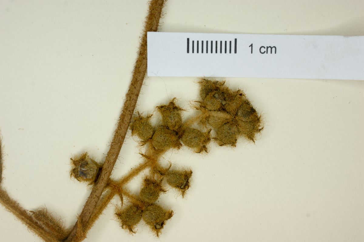 Clidemia capitellata image