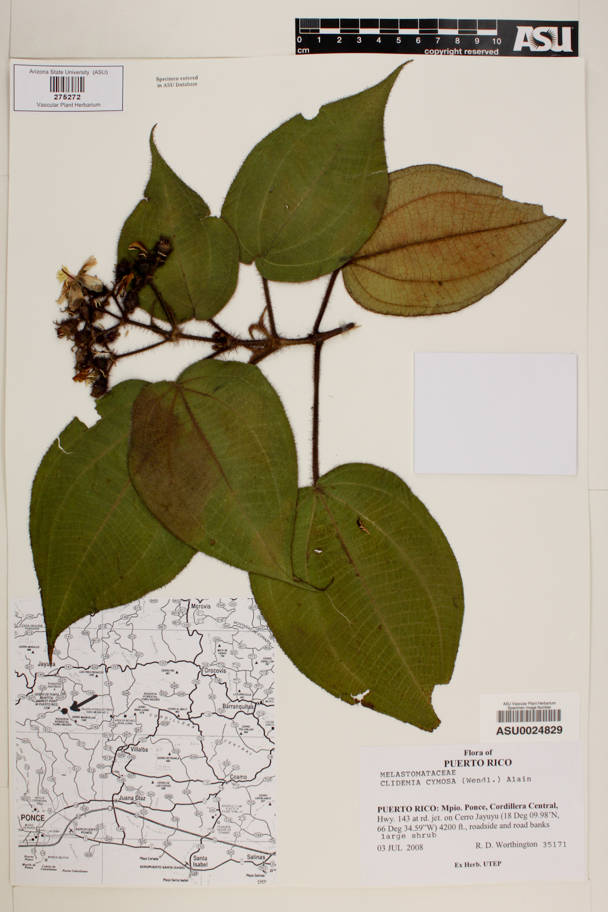 Clidemia cymosa image