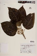 Miconia petiolaris image