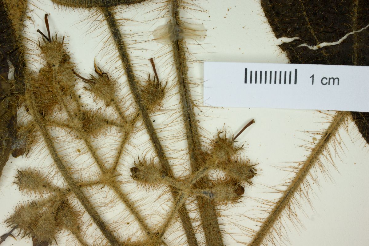 Miconia petiolaris image