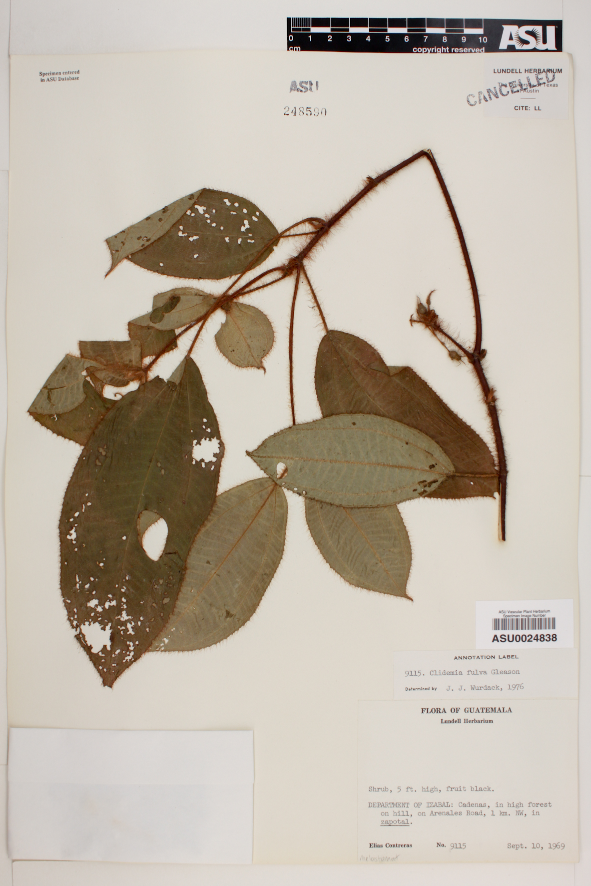 Clidemia fulva image