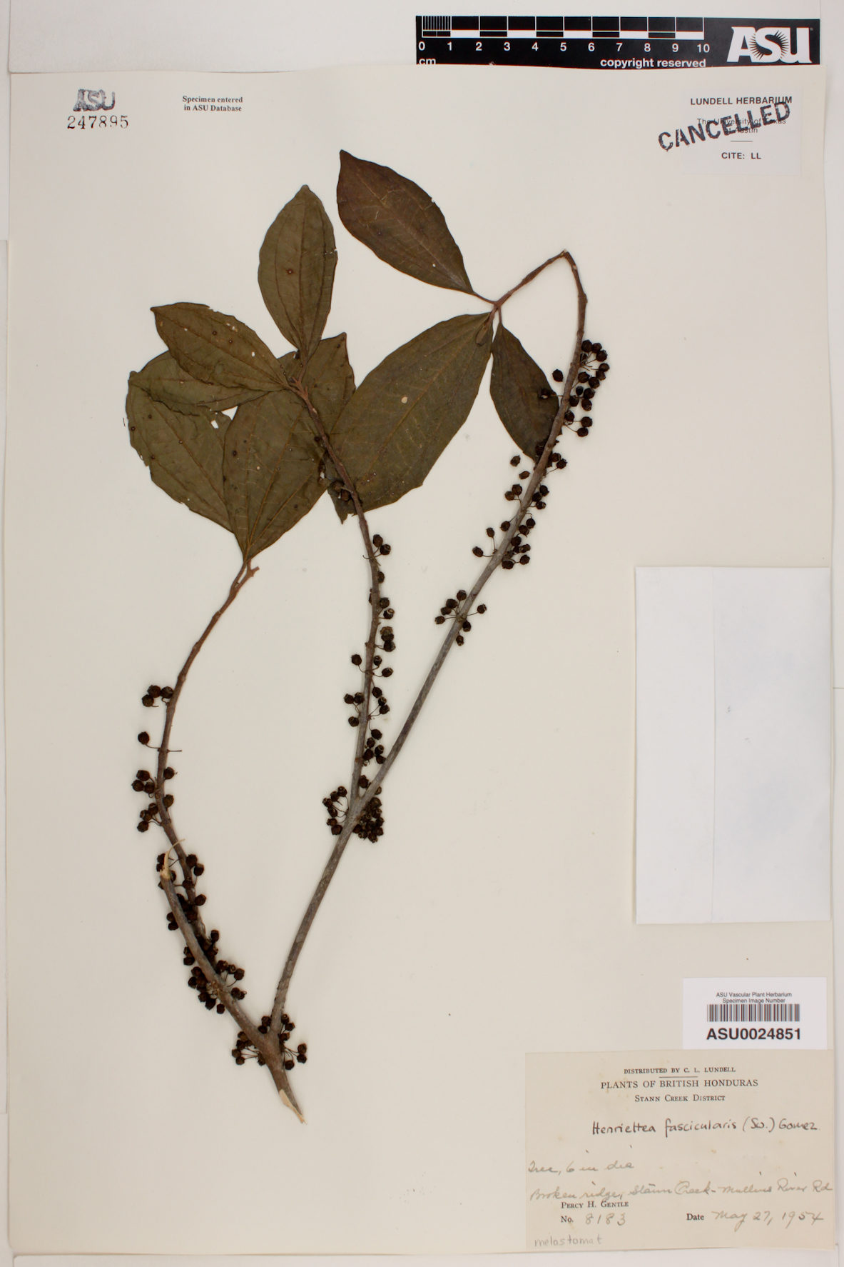 Henriettea fascicularis image