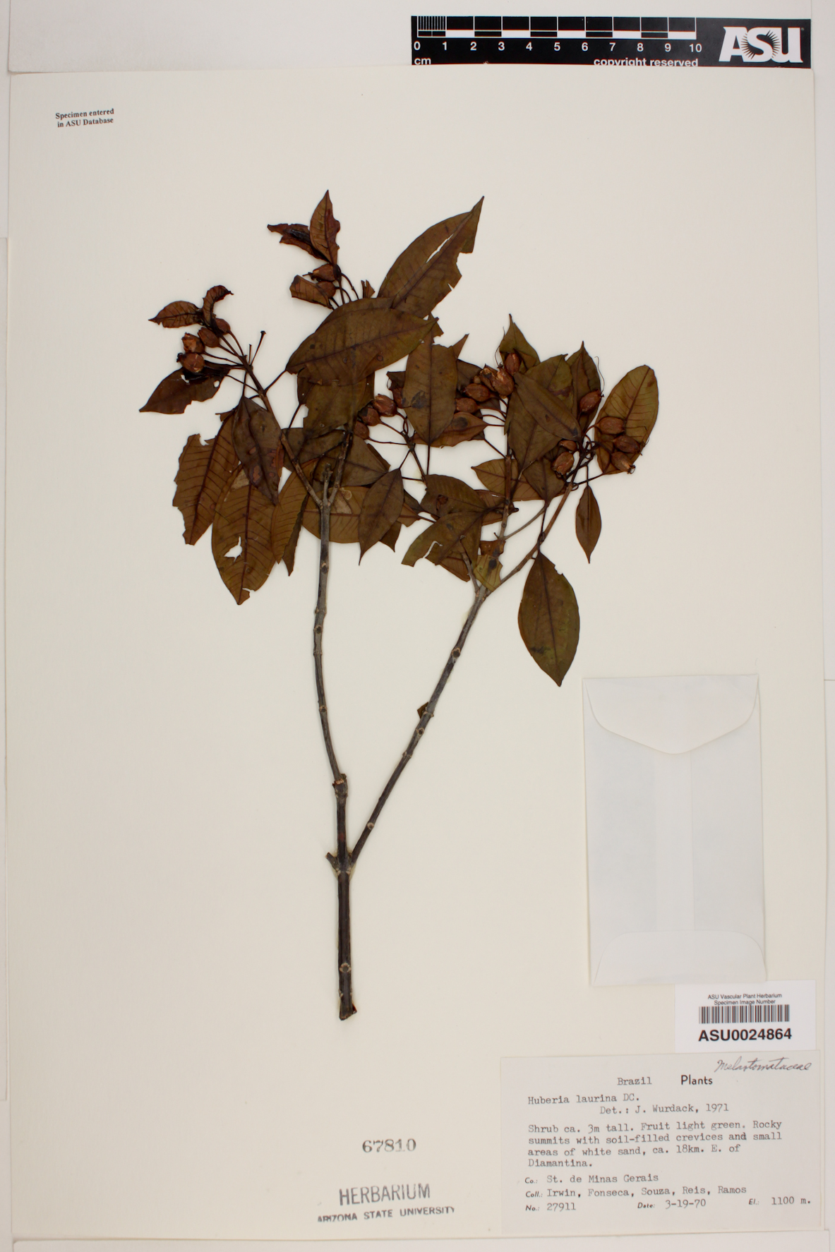 Huberia laurina image