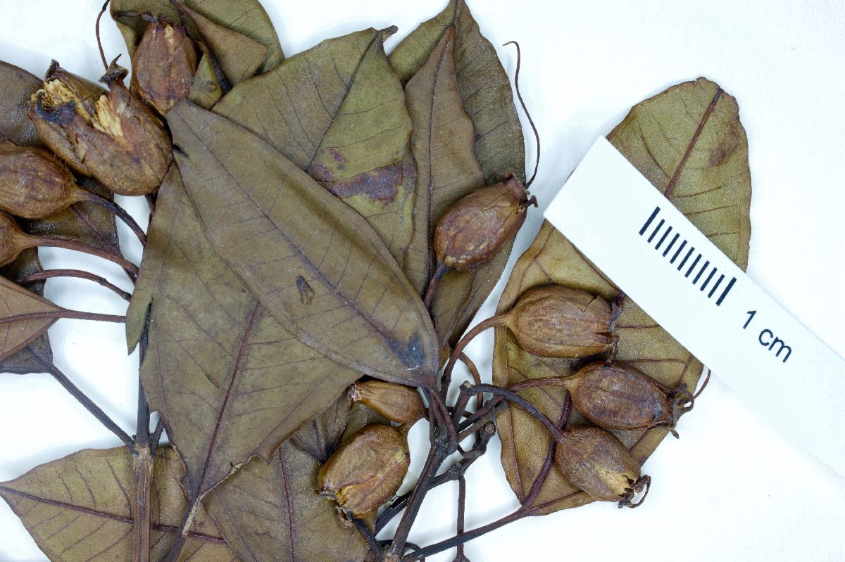 Huberia image