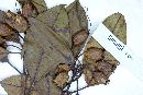 Huberia laurina image