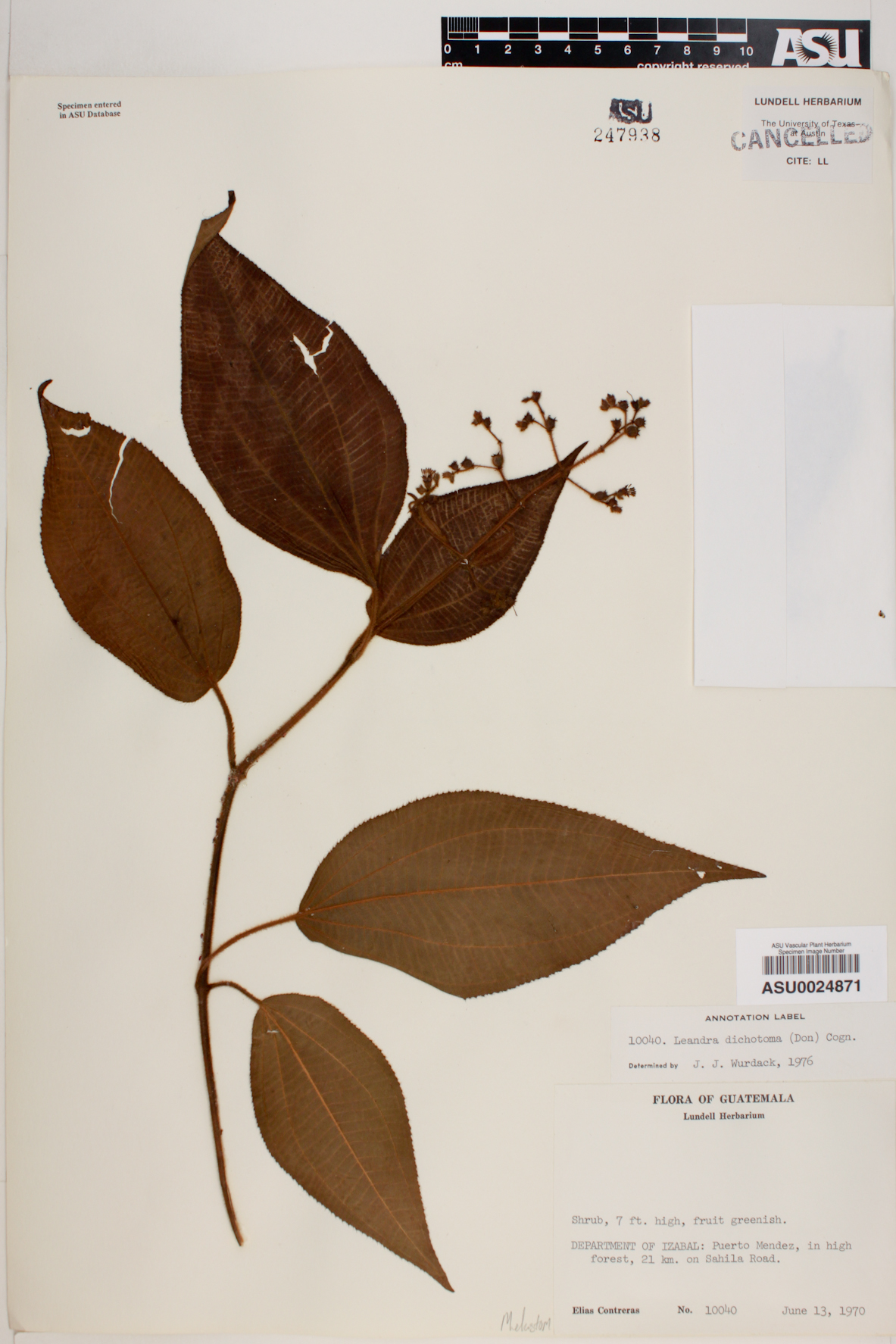 Leandra dichotoma image