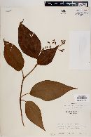 Leandra dichotoma image