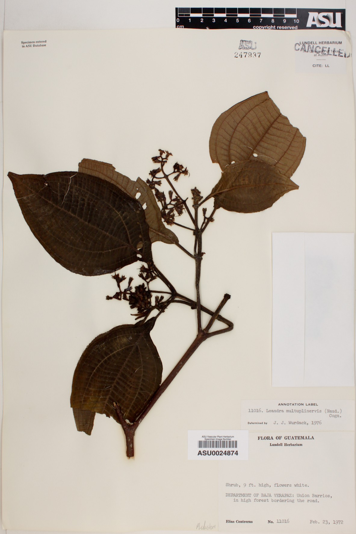 Leandra multiplinervis image
