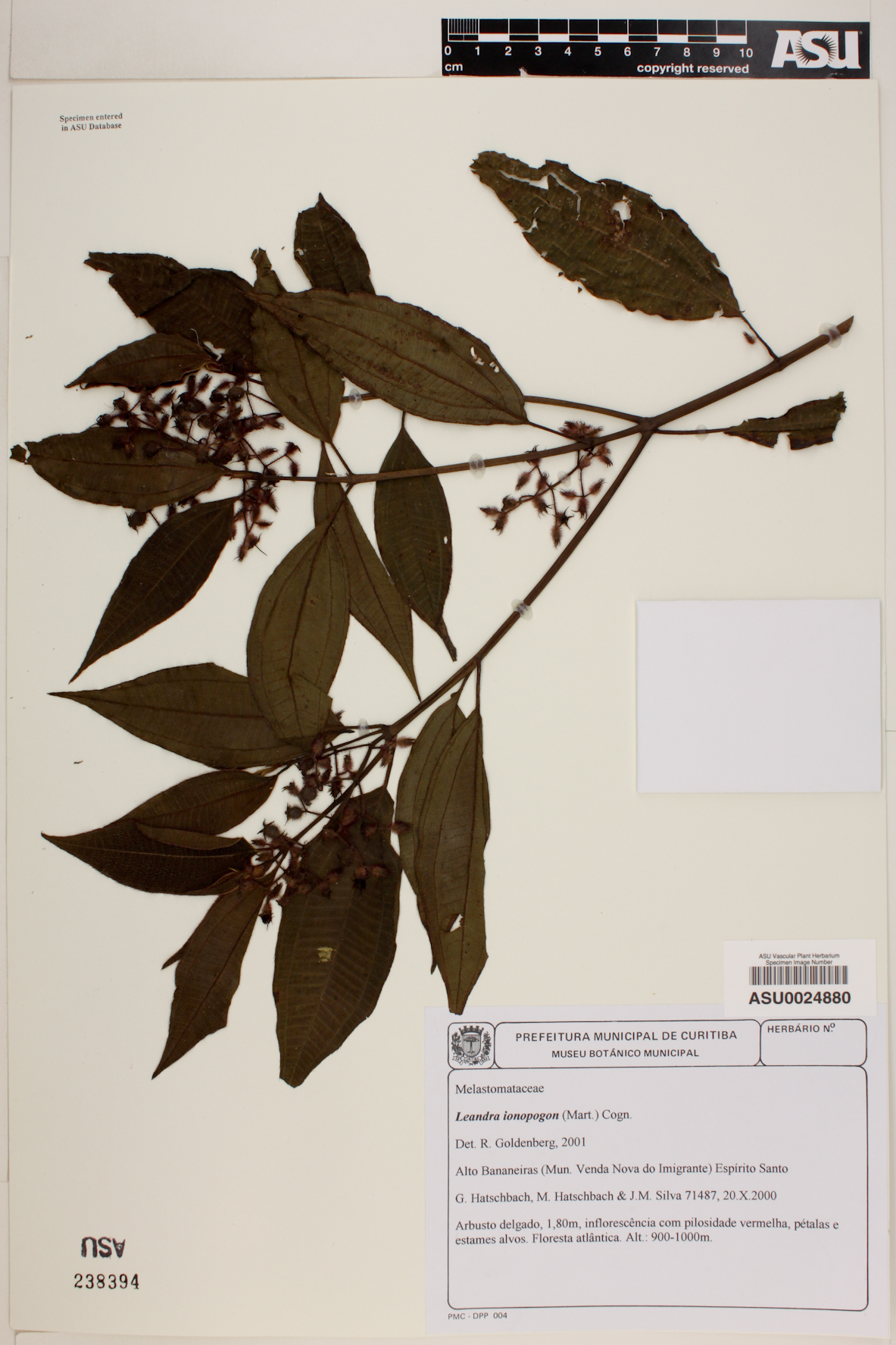 Leandra ionopogon image