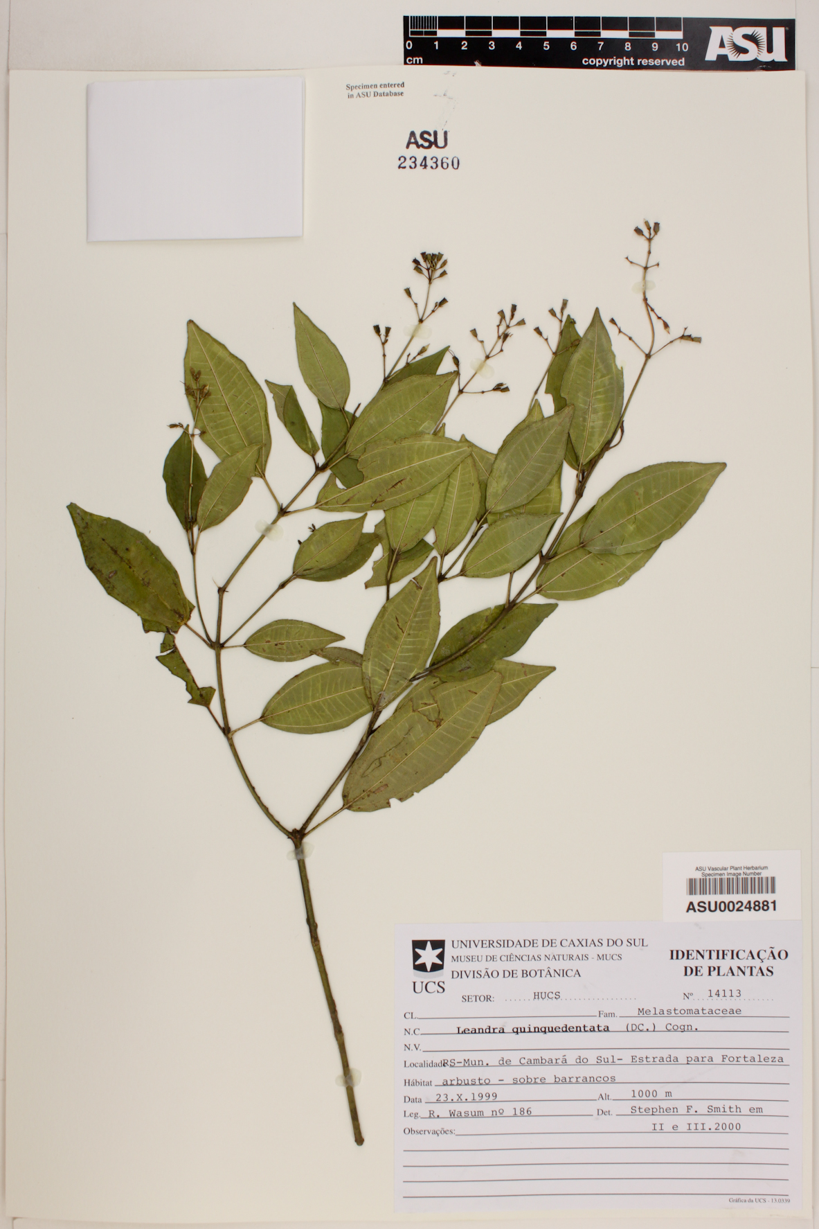 Leandra quinquedentata image